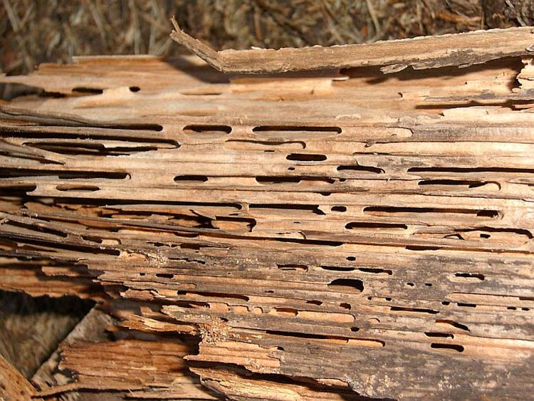Bild zeigt Holzschaden