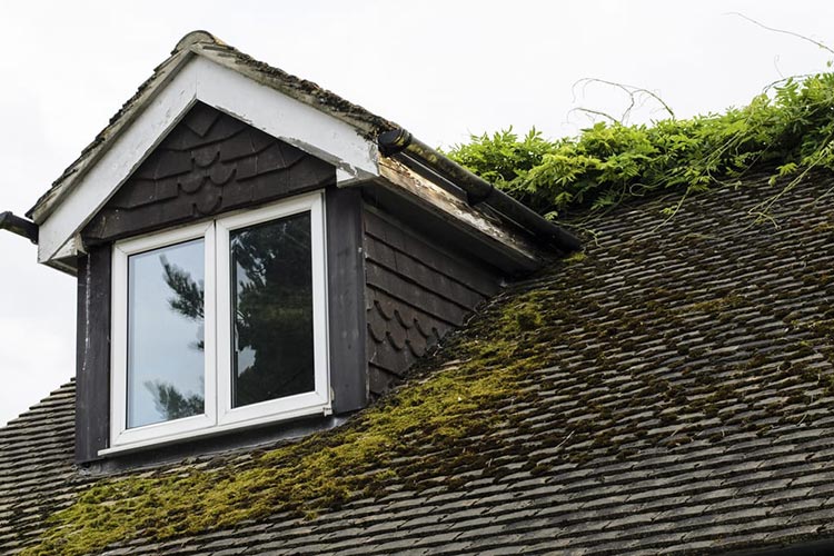 Prevent Moss From Growing On Your Roof