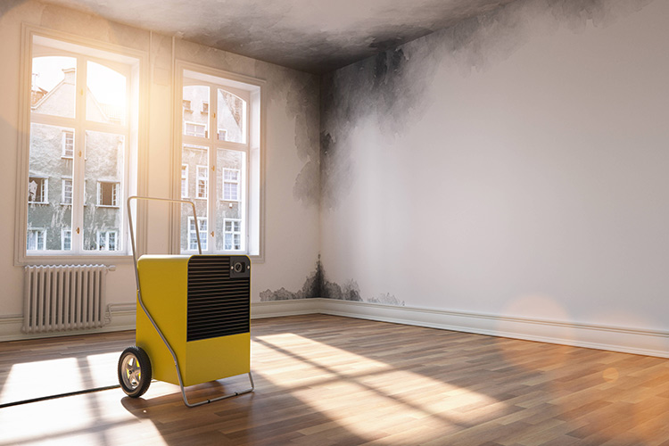 professional dehumidifier after water damage standing room with mould